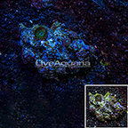 Metallic Pink Colony Polyp Rock Zoanthus Indonesia IM (click for more detail)